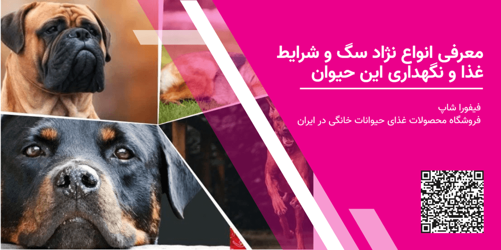 معرفی انواع نژاد سگ و شرایط غذا و نگهداری این حیوان