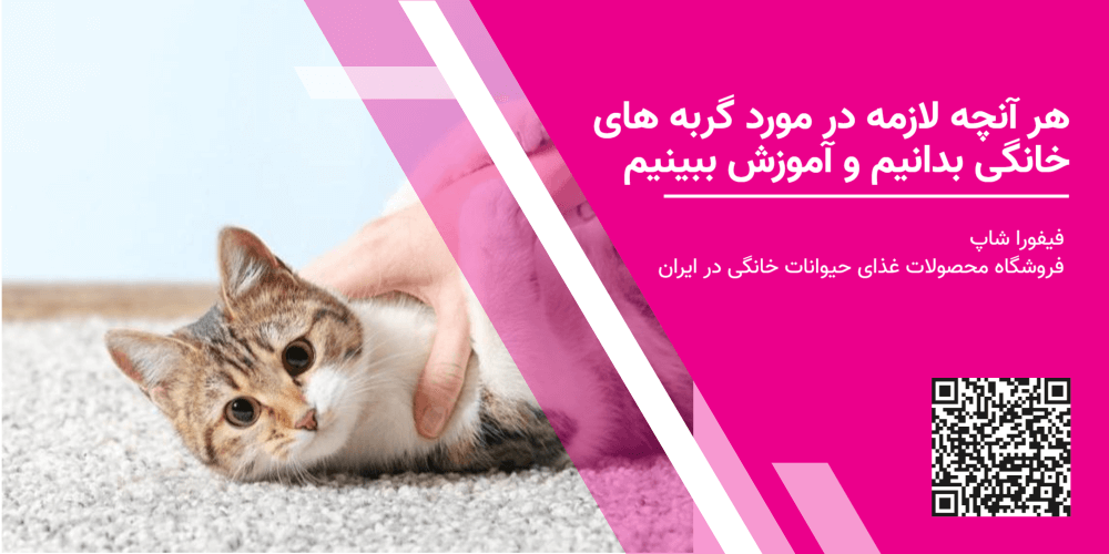 هر آنچه لازمه در مورد گربه های خانگی بدانیم و آموزش ببینیم