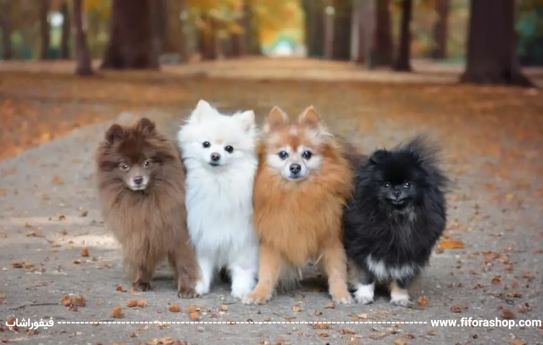 سگ پامرانین Pomeranian