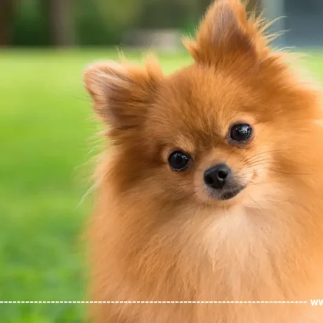 سگ پامرانین Pomeranian