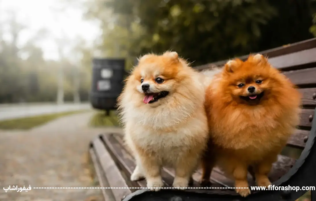 سگ پامرانین Pomeranian